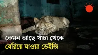 সিংহীর বের হওয়াকে কেন্দ্র করে চিড়িয়াখানার নিরাপত্তাব্যবস্থা নিয়ে প্রশ্ন | Lion Escapes From Zoo