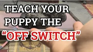 *MUST SEE!* HOW TO TEACH MY DOG AN 