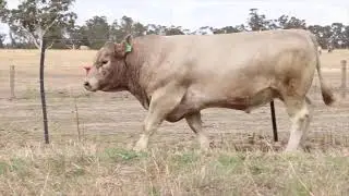 Murray Grey Nationals - Lot 50
