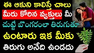 ఈఆకుని కలిస్తే చాలు మీరు కోరిన వ్యక్తులు మీ చుట్టే బొంగరంలా తిరుగుతూ ఉంటారు ఇక మీకు తిరుగు ఉండదు