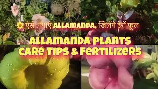 Allmanda plants care tips & Fertilizer/ऐसे लगाएं  Allmanda खेलेंगे ढेरों फुल