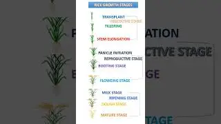 Growth stages of Rice Plants #shorts #trending