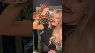 Happy New Year from me and my Brazilian Rainbow Boa! 🥂