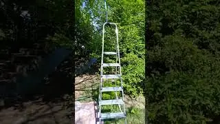 Jagd nach dem Bienenschwarm//Охота за пчелиным роем//3. Mai 2022
