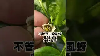教你一個土壤方法解決蔬菜蟲害 #蔬菜種植 #蟲害防治 #種植小技巧 #增產增收