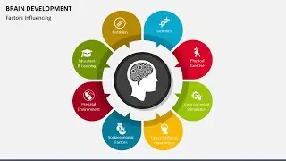 Brain Development Animated Presentation