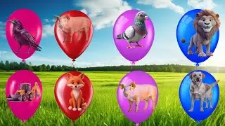 Learn to Balloon Red Blue pink purple water balloon pooping Number rhymes for kids 567