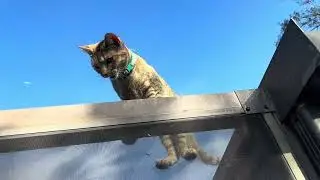 Lil 6 toe Hemi is back on the roof 🥴