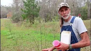 Fertilizing BLUEBERRIES and LOTS of Bees!!