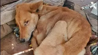 Welcome to RobRescue shelter, home of stray , disabled and homeless dogs