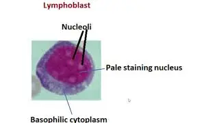 Lymphoblast: cells of immune system#shortsyoutube