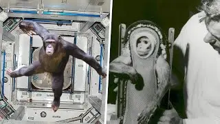 This insect has been to space before human - EVERY ANIMAL THAT HAS BEEN TO SPACE