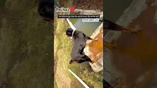 Dog 🐕 is a best animal of farmers take care for farm #farming #farmlife #farmersprotest