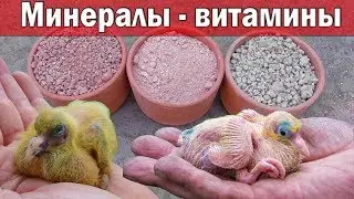 ЗАЛОГ ЗДОРОВЫХ ГОЛУБЯТ | ХОРОШАЯ МИНЕРАЛКА И ВИТАМИНЫ