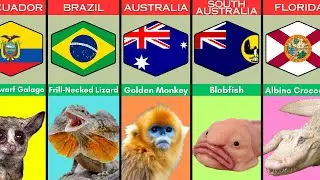 Incredible Discoveries: We Reveal the Rarest Animals on Earth
