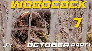 Northwoods Woodcock Hunting 7 - October Part 1 #woodcockhunting #uplandhunting