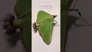 Parotis moth #mothfacts #biology #pheromones #mate-finding #lepidoptera #entomology #mothlovers