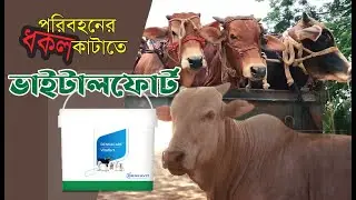 Remove cow transportation stress