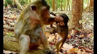 OMG!! Million Pity Cute baby monkey Maci Hurt not Cry / Why Mom Monkey Merry Hit like this??