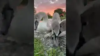 Cygnets feeding at sunrise