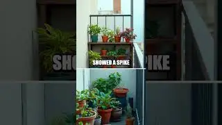 The Nano Niche: Tiny Plant Kits that Skyrocket Sales