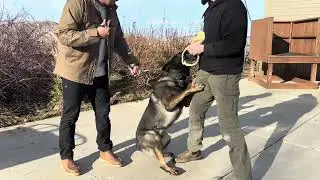 Civil Protection Training | Valor Protection Dogs