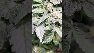Raw genetics #420 #4200 #420blazeit #4202 #420babu #420opgaming #420team #420vlogers #420grower