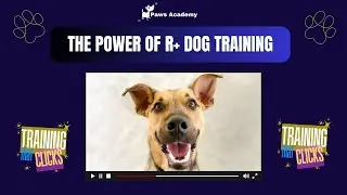The Power of R-Plus Dog Training: Building Trust and Cooperation