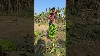 Banana farming 🍌😱 part 2725 #Banana_farming #farming #agriculture #banana #banana_cutting #asmrvedio