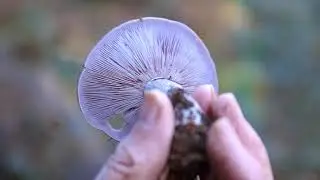 Virtual Fungi Foray in Broughton Woods