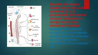 Sinir sistemi-1