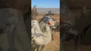 Deadly Kicks of the Secretary Bird!