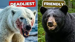 3 North American Predators That WILL EAT YOU and 5 That Probably Won&rsquo;t!