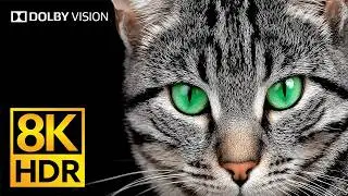 8K OLED Dolby Vision: Mind-Blowing 120fps HDR Video Quality Explosion #BGN