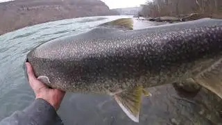Niagara falls, New york. Devils Hole trails Lake trout.