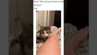 please somebody help me my friend cat bite me #SHORT #friendcat #myfriend