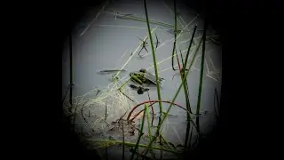 Spaziergang am Froschteich (2020)