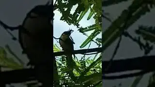 Pycnonotus Jocosus/ Red whiskered Bulbul
