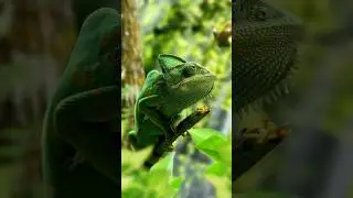 Chameleons | Nature's living art! 🦎 #animals #shorts #naturefacts