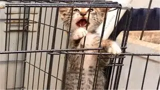 Rescued Kitten Wants To Get Out Of An Opened Cage, So Funny - Cats Meowing