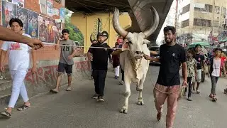 Biggest horn kankaraj bull