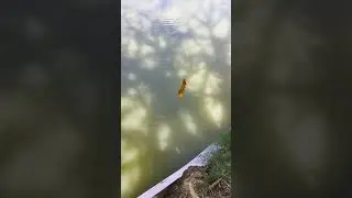 BIG SINGHI 🐠 FISH CATCHED BY HOOK 🎣