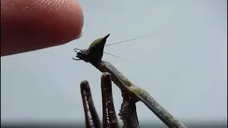 thirsty cat eye mantis
