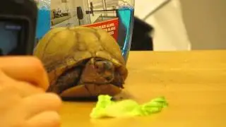 Schildpad kruipt uit zijn schulpje.
