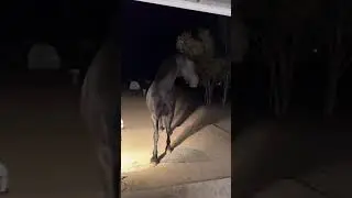 THIS MAY BE THE SMARTEST HORSE WE'VE SEEN!!! 😯😍