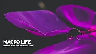Macro life |cinematic video |dramatic/cinematic sound&music effect |*no vlog||CRACKYPHOTOGRAPHER||