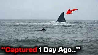 Photographer Captured Unknown Monster Shark Stalking Unaware Surfer At Famous Australian beach!