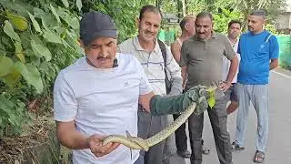 बहुत बड़ा checkerd keel back snake (डीना सर्प)
