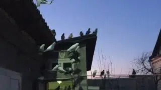 #Pigeons.Сколько должны летать хорошие голуби. 