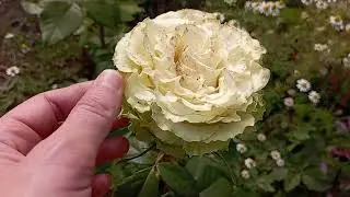 Троянда чайно-гібридна Лимонад rose Lemonade